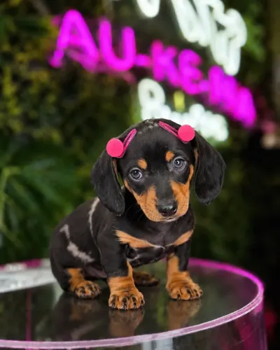 Dachshund! Jóia rara