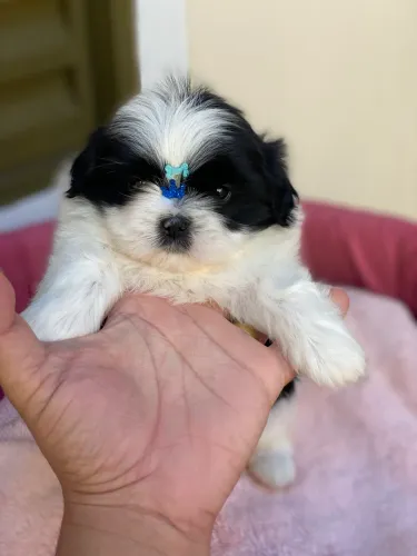 Shitzu macho 