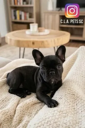 Filhote de Bulldog
