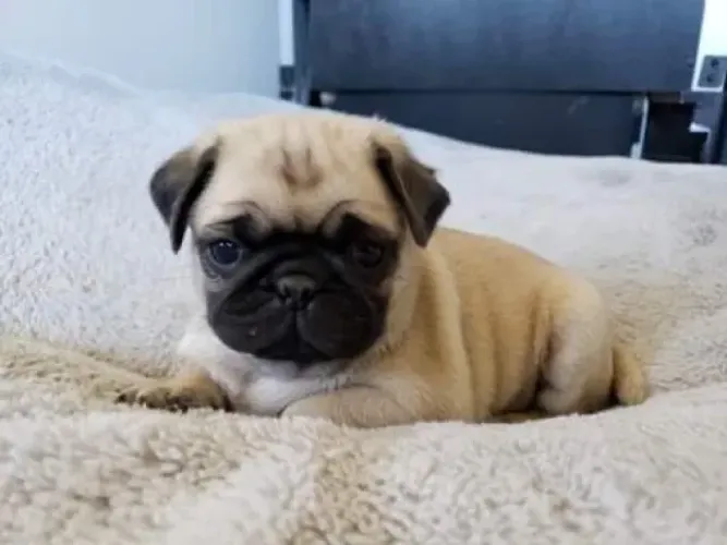 Pug Personalidade Que Conquista Desde O Primeiro Olhar