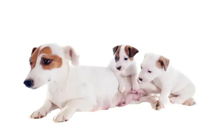 o cachorro do mascara 