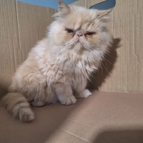 Gato persa pedigree vacinas