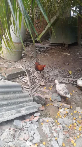 Vende-se 1 galo de fogo 