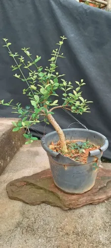 Pré Bonsai de acerola!