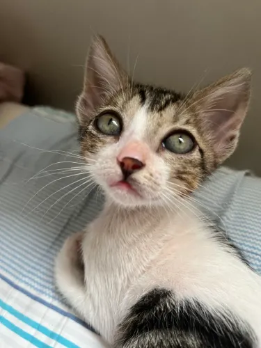 GATO FÊMEA FILHOTE PARA ADOÇÃO RESPONSÁVEL 