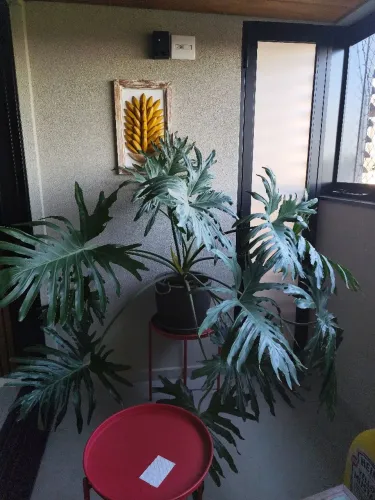 Vaso de Guaimbê 1,5 metros