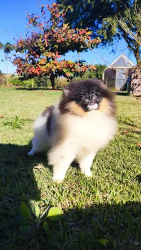 Vendo Filhote de Spitz alemão Fêmea 