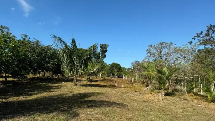 Sítio 100x500=5 mil m² (5 hectares) na AM-010 com nascentes por R$ 70.000,00