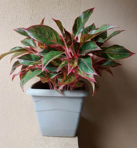Planta Aglaonema 