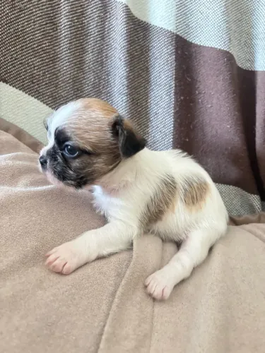 Filhote DE Shitzu com buldogue francês 