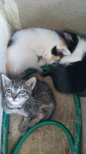 Doação de gatos