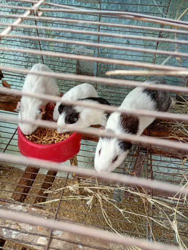 Porquinho da índia 
