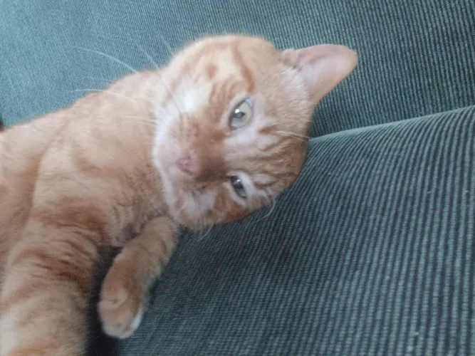 Adoção magnífico gato cor de laranja