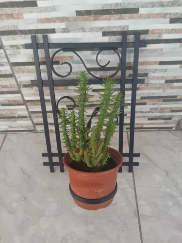 Suporte para Flor