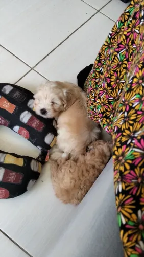 Vendo filhote poodle toy fêmea