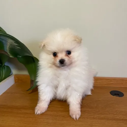 Spitz alemão