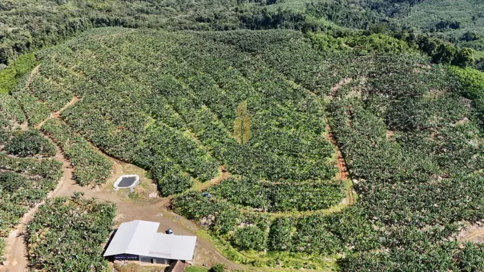 Atenção agricultor! Bananal pronto e produzindo.