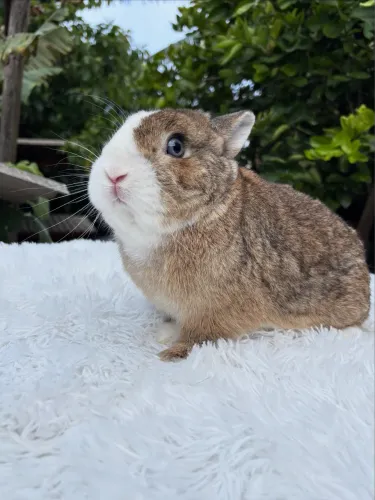 COELHO ANÃO NETHERLAND 