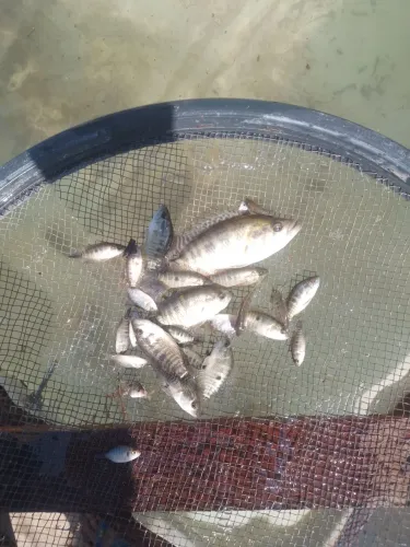 Peixe tucunare tigre ou jaguar também chamado vários tamanhos TAMBÉM TROCO OUTRA ESPÉCIE 