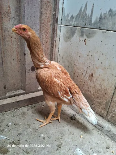 FRANGA ASSEL BICO CURTO 