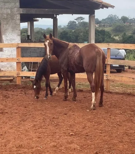 Égua Mangalarga Paulista