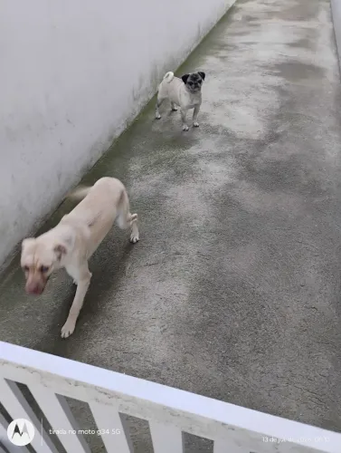 Doa-se duas cachorras 