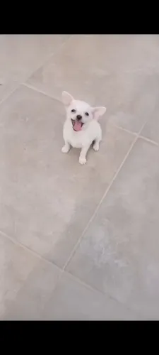 Lindo machinho Chihuahua pêlo curto disponível!