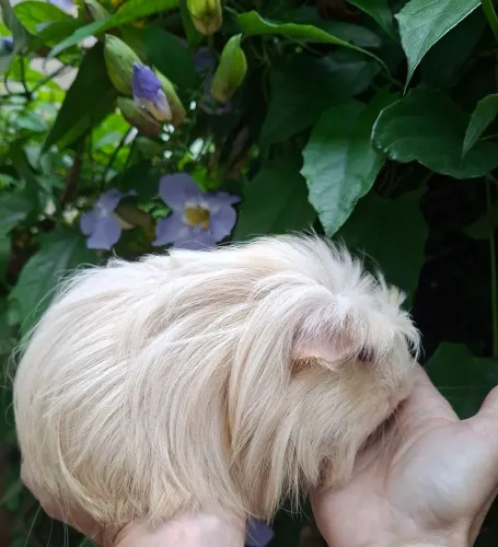 Porquinho da india de raça pelos longos