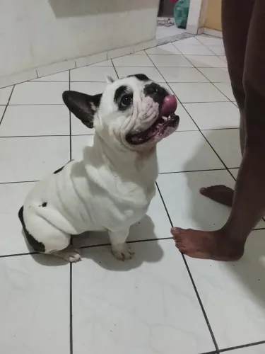 Lindo Bulldog Francês Macho 