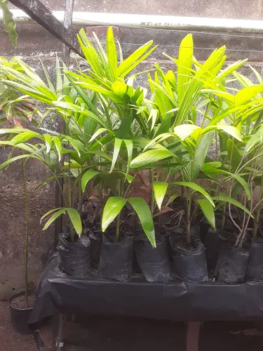 PALMEIRA PARA JARDINS E CALÇADAS