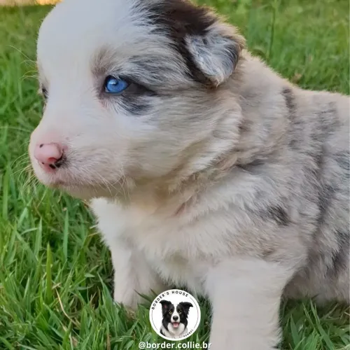 Filhotes de Border collie cbkc @border.collie.br