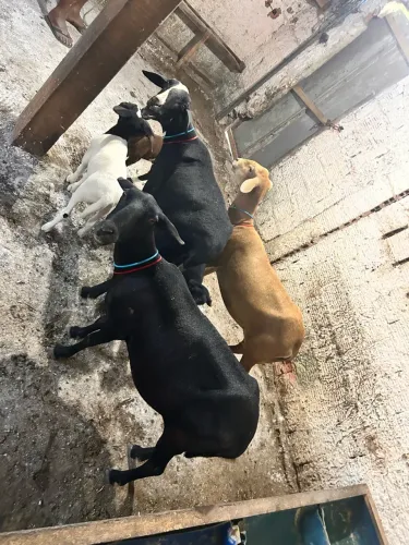 Ovelhas