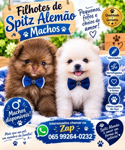Spitz alemão machos