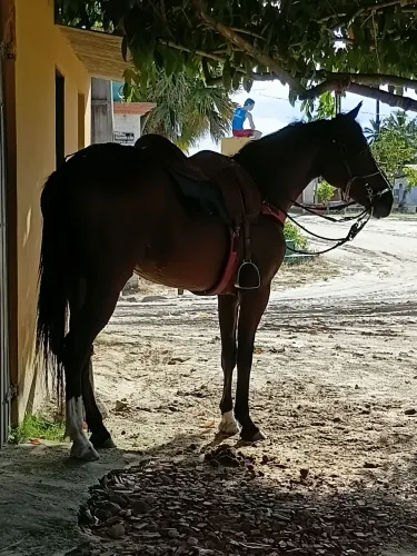 Cavalo Machador 