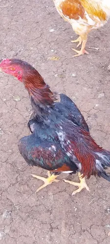 Frangos a venda
