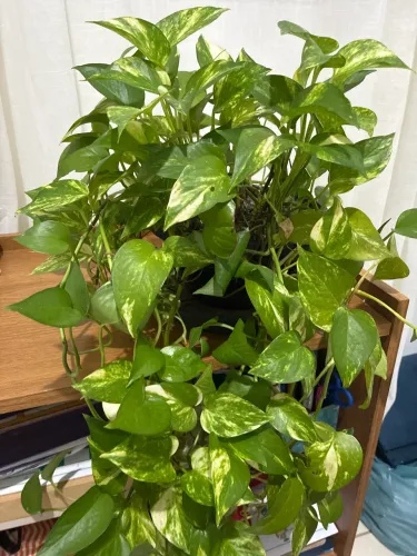 Planta jiboia