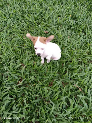 Vendo Pinscher Macho 