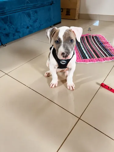 Vendo filhote de PitBull fêmea