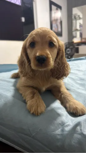 Lindos filhotes de Cocker Spaniel