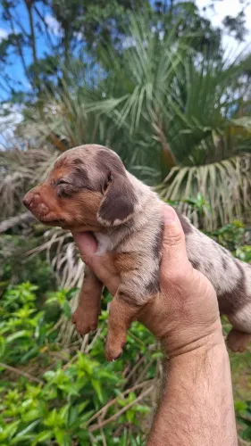  Promoção Linguicinha Dachshund filhotes lindos -A partir de 1.000.00 leia a descrição!