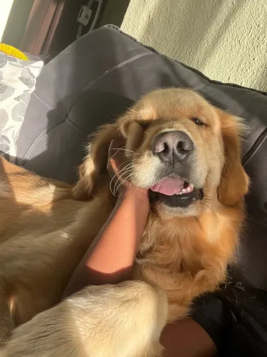 A preocura de uma fêmea pra cruzar com meu macho Golden 