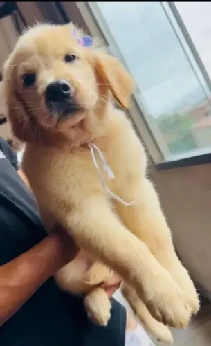 Golden Retriever O reforço mais disputado da temporada