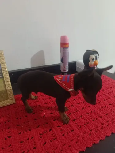 Filhote de pinscher 0