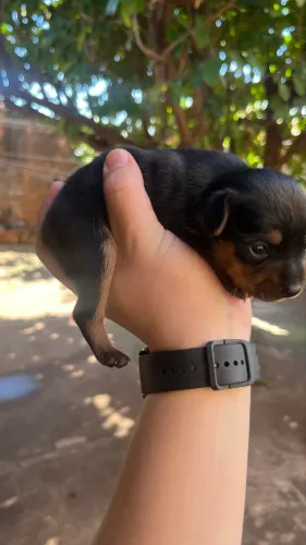 Filhote Pinscher N° 1