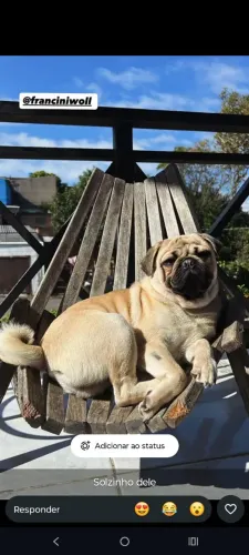 Pug macho disponível para cruza 