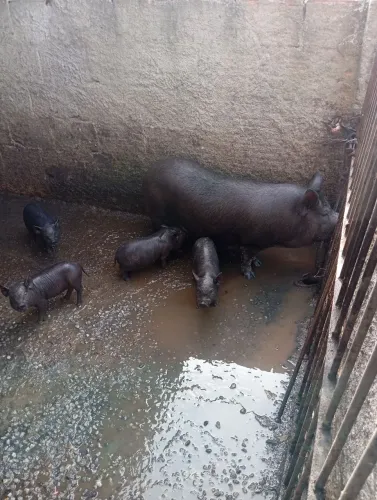 Carunchos 