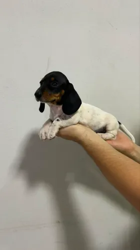 FILHOTE DE DACHSHUND(SALSICHA)