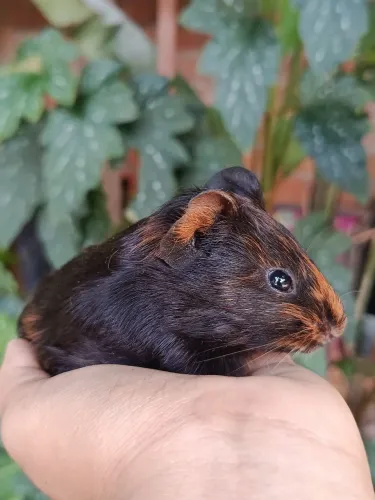 Filhote Porquinho da Índia