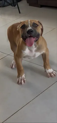 Pitbull/pitmonster