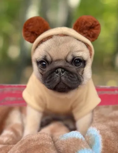 Pug - Carinho Que Acolhe 